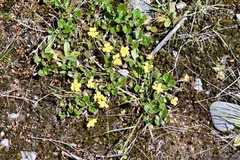 Goodenia hederacea alpestris