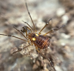 Pseudobiantes japonicus