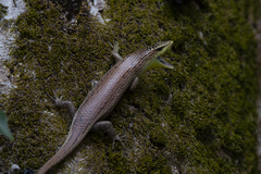 Dasia olivacea