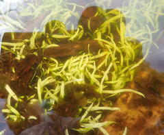 Hydrocharitaceae