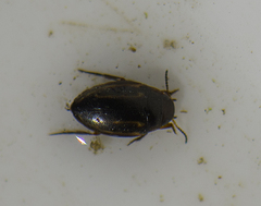 Graptodytes granularis