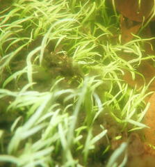 Hydrocharitaceae