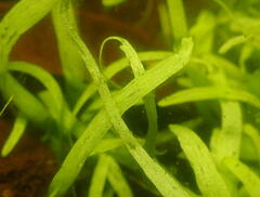 Hydrocharitaceae