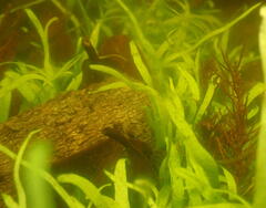 Hydrocharitaceae