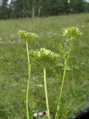 Peucedanum vaginatum