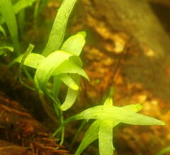 Hydrocharitaceae