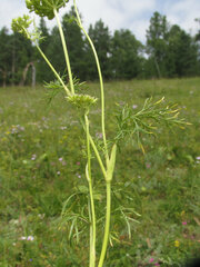 Peucedanum vaginatum