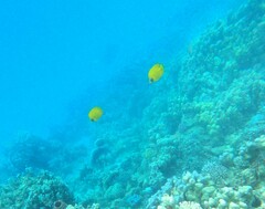 Chaetodon semilarvatus