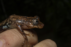 Scinax littoralis