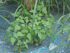 Physalis minima