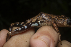 Scinax littoralis