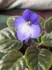 Streptocarpus ionanthus