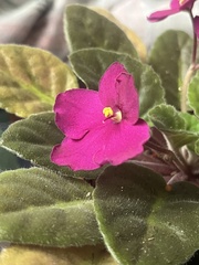 Streptocarpus ionanthus