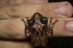 Scinax littoralis
