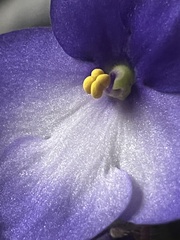 Streptocarpus ionanthus