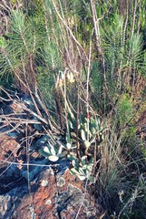 Cotyledon orbiculata orbiculata