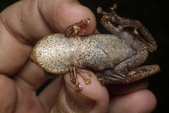 Scinax littoralis