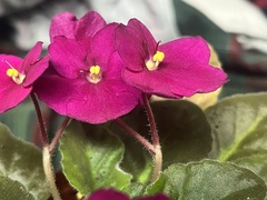 Streptocarpus ionanthus