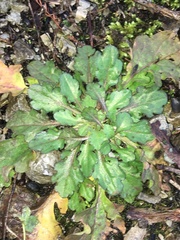 Salvia lyrata