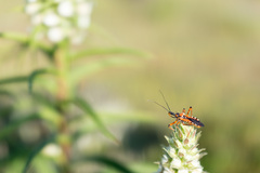 Rhynocoris