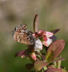 Callophrys niphon