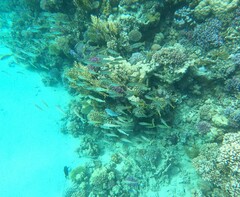 Lutjanus ehrenbergii