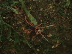 Eriorhynchus