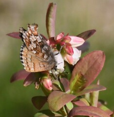 Callophrys niphon