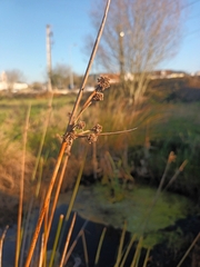 Schoenoplectus lacustris