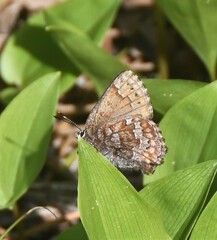 Callophrys niphon