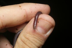 Siphonops hardyi