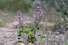 Salvia sclarea