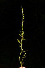 Amaranthus rudis