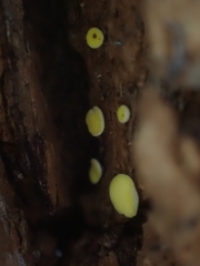 Trichoderma gelatinosum