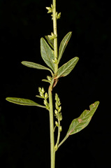 Amaranthus rudis