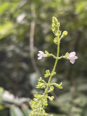 Endostemon obtusifolius