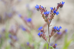 Anchusa