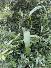 Setaria megaphylla