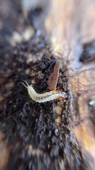 Platyninae