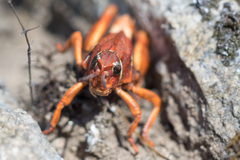 Nocaracris bulgaricus