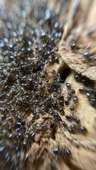 Crematogaster matsumurai