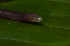 Siphonops hardyi