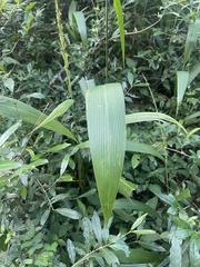 Setaria megaphylla