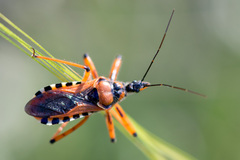 Rhynocoris