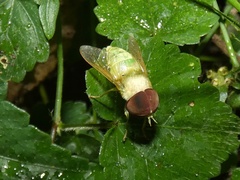 Chlorotabanus mexicanus