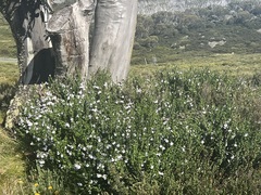 Prostanthera cuneata