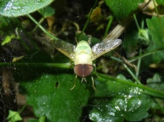 Chlorotabanus mexicanus
