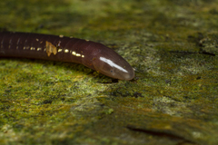 Siphonops hardyi