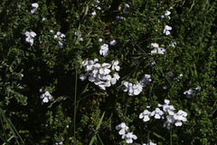 Prostanthera cuneata