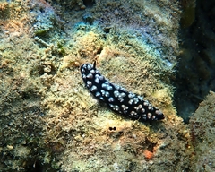 Phyllidiella